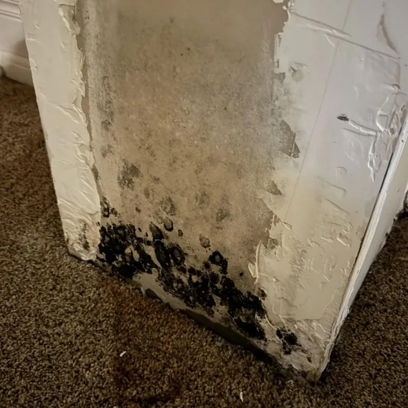 Professional Mold Removal in Arlington, NE